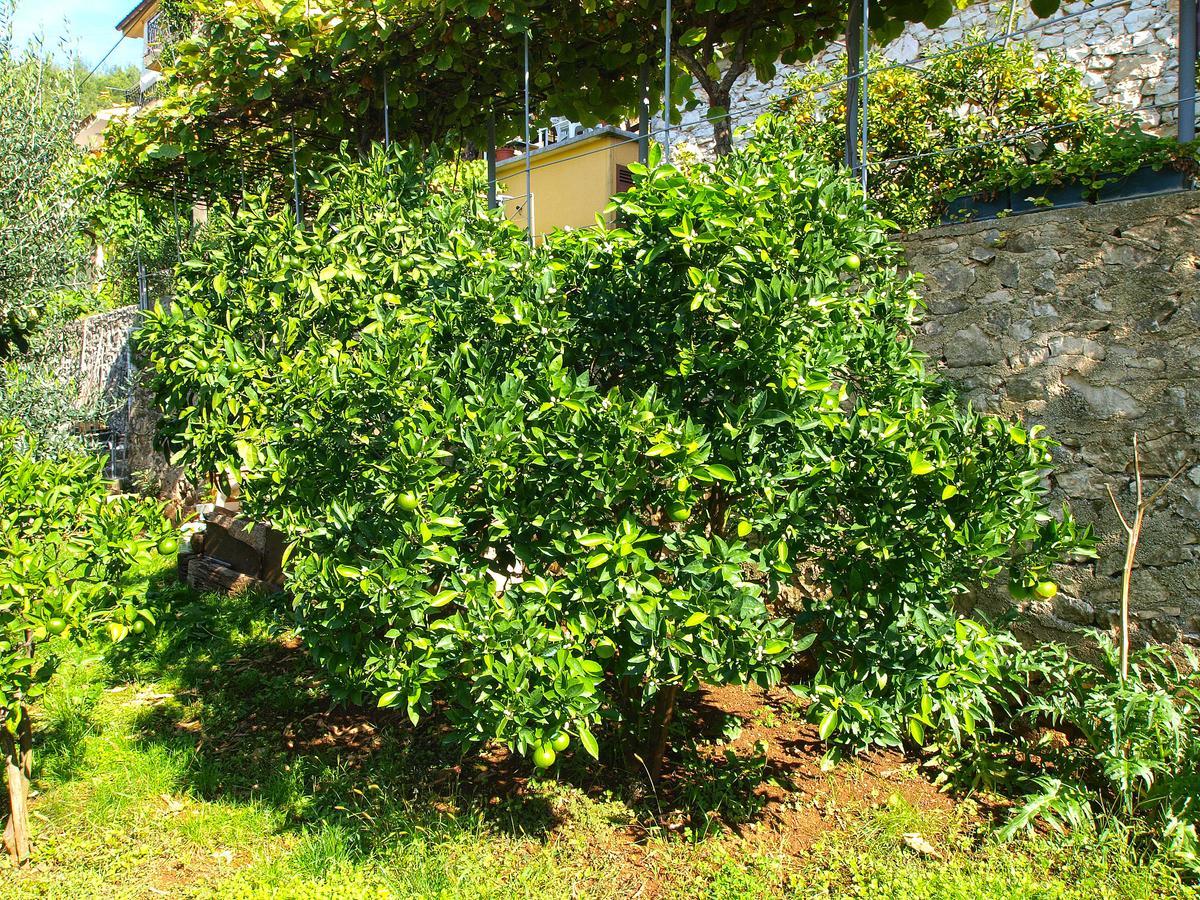Apartments Boris 154 Rabac Zewnętrze zdjęcie